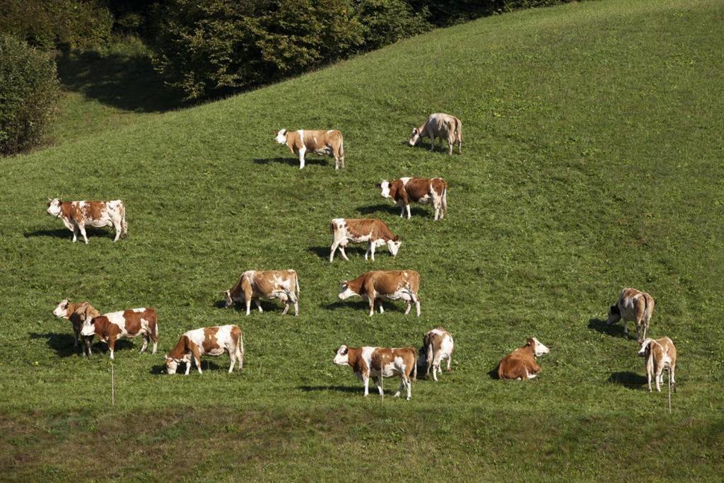 Zasserlhof Familie Bamberger Kössen Dış mekan fotoğraf